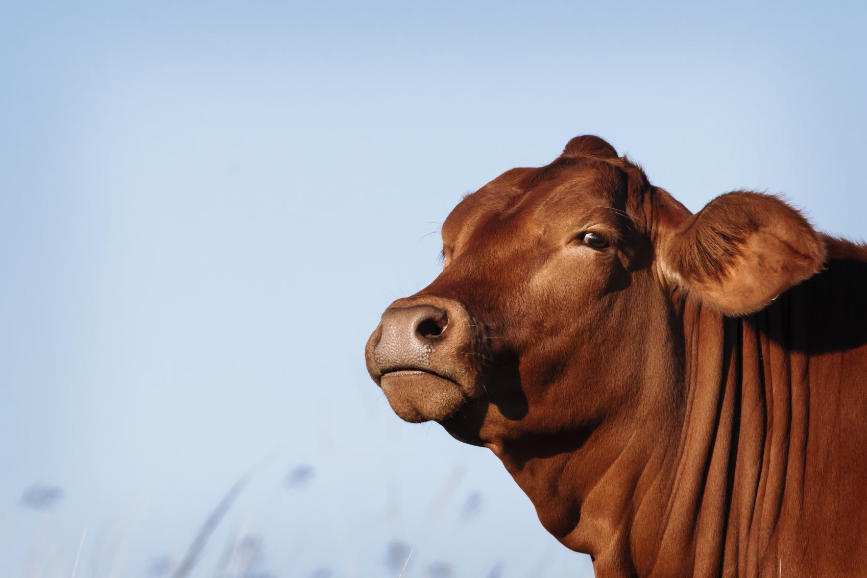 Cow with attitude looking at the camera